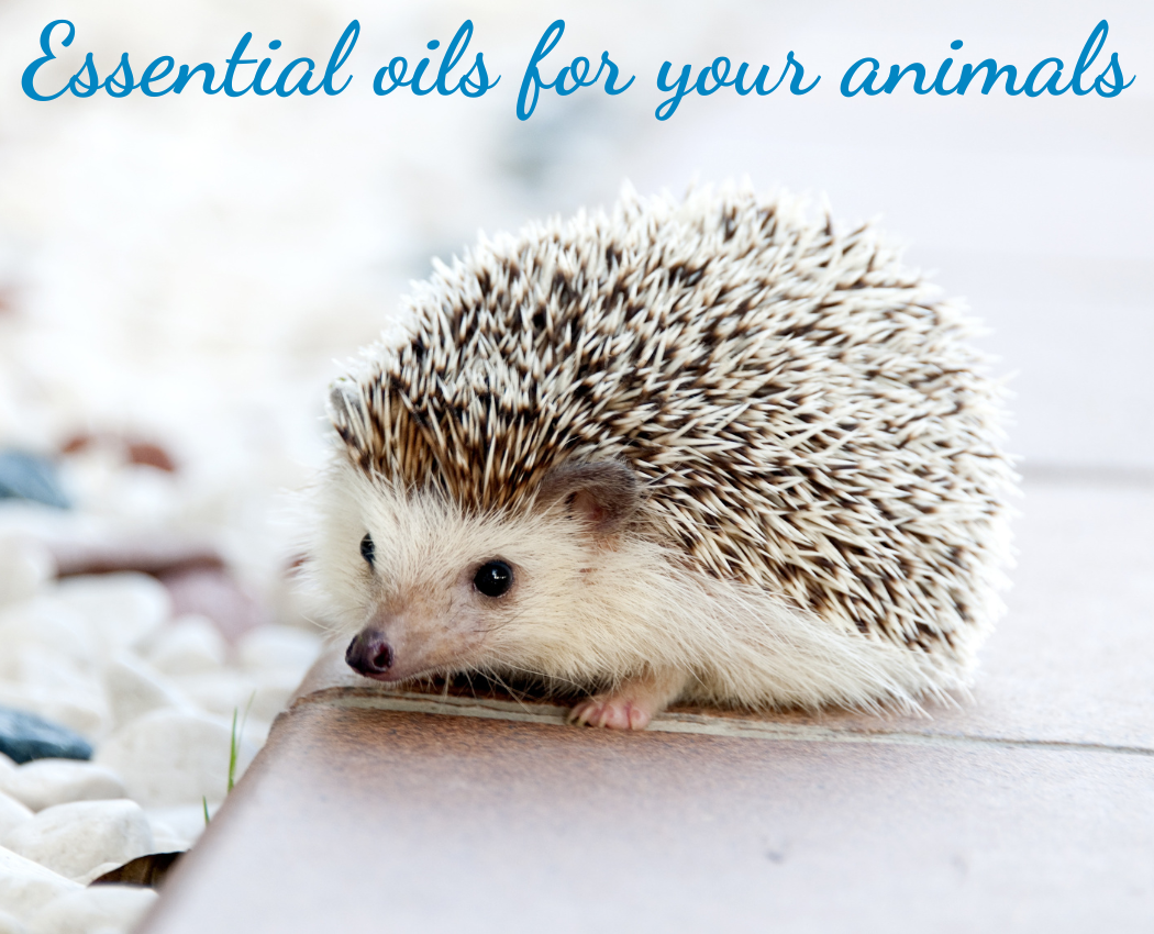 Essential oils for animals